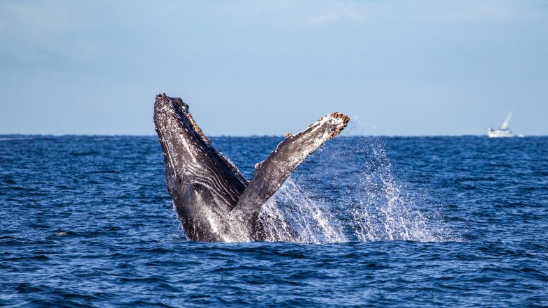 Ballenas en Puerto Vallarta