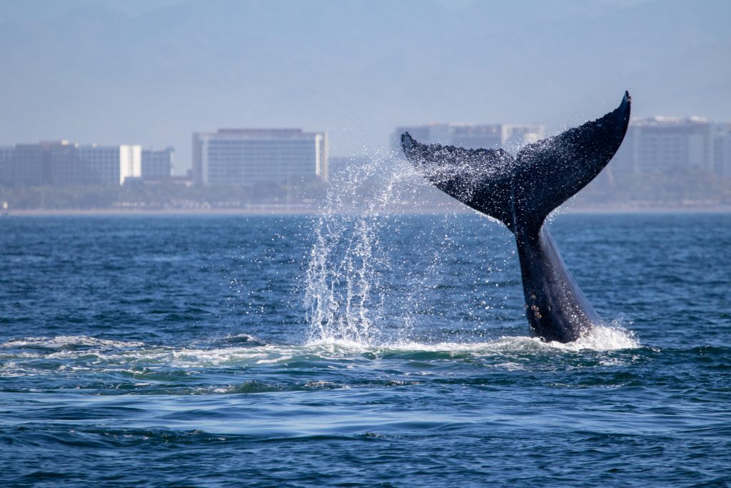 yacht charter in puerto vallarta