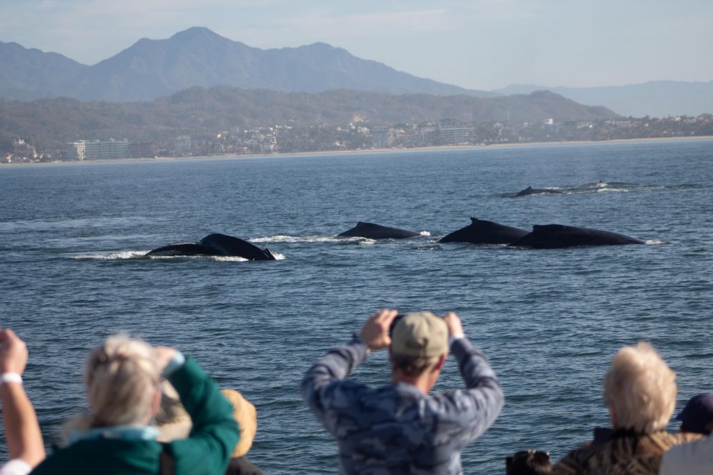 últimos días de ballenas