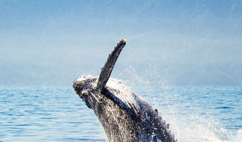 Si viajas durante la temporada de avistamiento de ballenas, aprovecha esta oportunidad para unas vacaciones inolvidables.