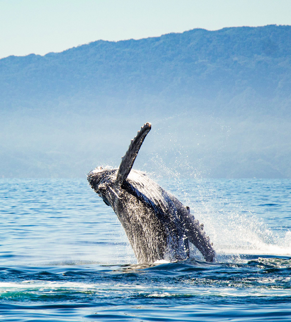Si viajas durante la temporada de avistamiento de ballenas, aprovecha esta oportunidad para unas vacaciones inolvidables.