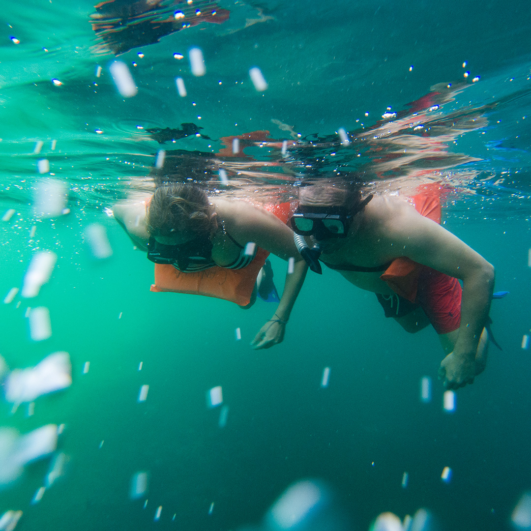 Descubre la magia del océano en Puerto Vallarta a través de nuestro nuevo blog, donde te sumergirás en las cinco mejores actividades acuáticas que este paraíso tropical tiene para ofrecer